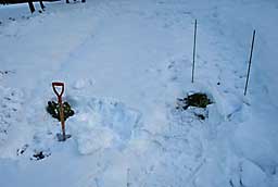朝、あまだまを雪の下から掘ってきました