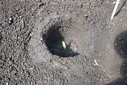 昨日と同じく、穴を掘って植えました