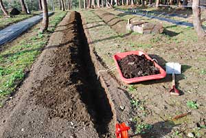 完熟牛糞堆肥のモーちゃん堆肥をたっぷり入れました