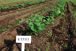 ジャガイモの芽カキと有機肥料の追肥です。