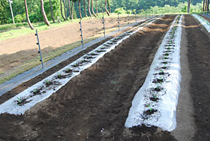 全部で１４２本のトウモロコシの苗を定植しました