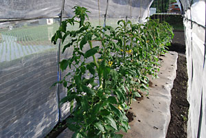 永田農法のトマトは、順調に育っています。