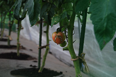 先日、カラスの襲撃に遭ったトマトが色づいてきました。