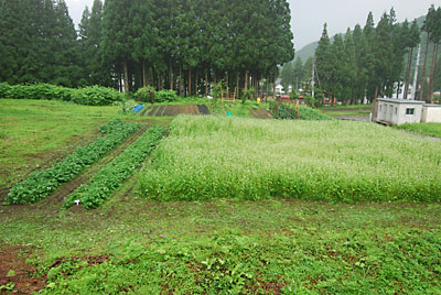 ジャガイモ畑と蕎麦畑のまわりを草刈りしました。