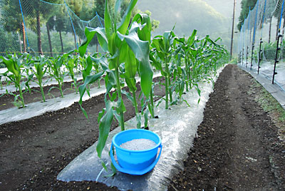 第二弾のトウモロコシに追肥と土寄せをしました。