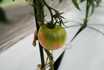 過保護トマトが色づいてきました。