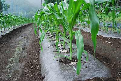 第三弾のトウモロコシは、土寄せと追肥（化学肥料を一握り）をしました。