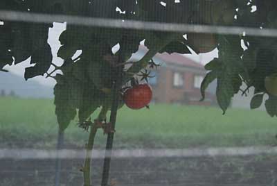 赤くなってきたトマトですが、前半の悪天候のせいか？あまり甘くなってくれません。
