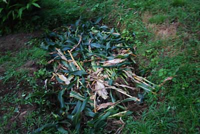 明日の朝、枝豆とトウモロコシは、ユンボで穴に埋めます。