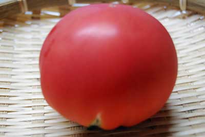 夕方、収穫して来た完熟トマトです。