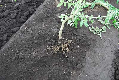 トマトの根っこは、立派に張っていました。