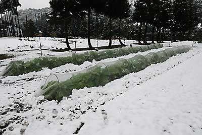 白菜とキャベツの防虫アミに積もった雪を除雪しました。