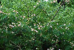 ネムの木の花