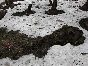 コシアブラの苗木が雪の中から出て来ました