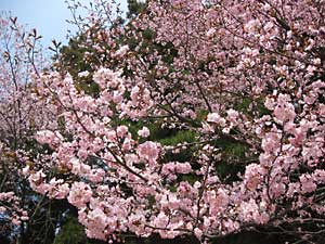 神社の近くの紅山桜がきれいでした