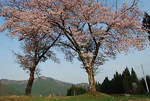 大源太の桜が満開になりました