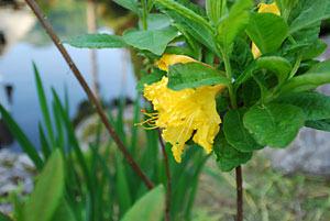 黄色い花のレンゲツツジ