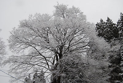 道路の脇の桜の木に雪が着いて雪花がきれいでした。
