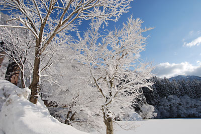 雪をかぶった木々が太陽光線を浴びてきれいでした。