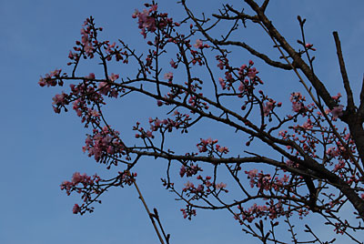 ようやく街の中央公園の桜が咲き始めました。