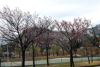 湯沢中央公園の桜は、こんな状態です。