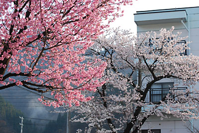 湯沢ではようやく桜が咲き出しました。