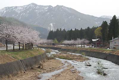 ようやく湯沢の桜が８分咲きくらいになりました。