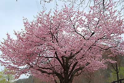 中央公園の少年野球場の紅山桜は見事な色を出しています。