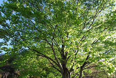 朝日をあびたブナの木の新緑がきれいです。
