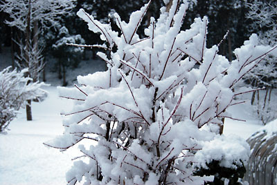 もみじの木に積もった雪がワタのようできれいです。