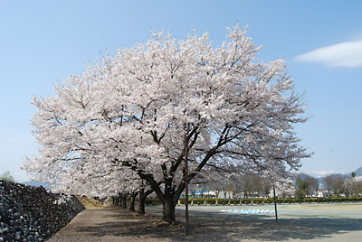 午後から群馬へ桜の写真を撮りに行って来ました。