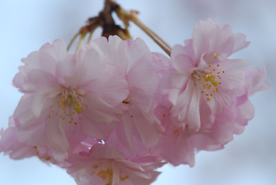 しだれ桜がきれいでした。
