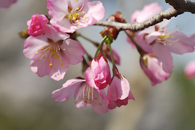 この桜色、元気をもらえます。