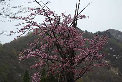 昨日から桜が咲き出しましたが、今朝はほぼ満開かな？