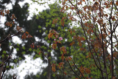 ６年くらい前に我が家の庭に植えた紅山桜がようやく数輪ですが咲いてくれました。