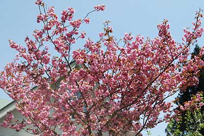 お隣のお庭の八重桜が満開です。