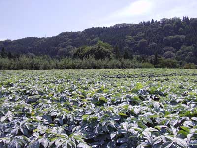 群馬といえばコンニャク芋が有名です。