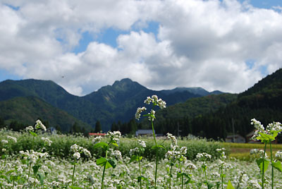 大源太の秋ソバの花が満開できれいです！