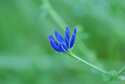 チコリの花です。