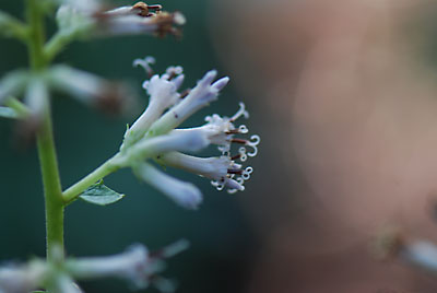 モミジガサの花です。