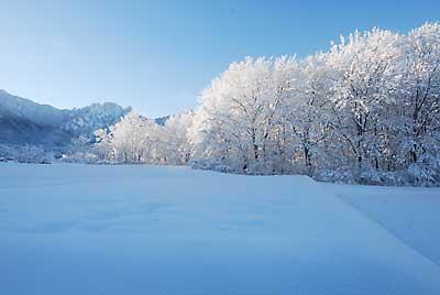 雪をかぶった木々が綿のようにフワフワできれいです。