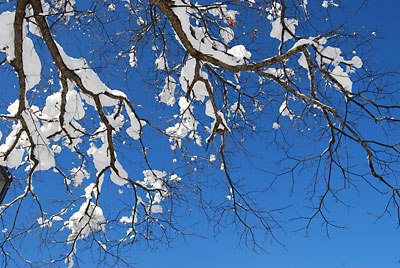 久しぶりの青空、枝に着いた雪が映えます。