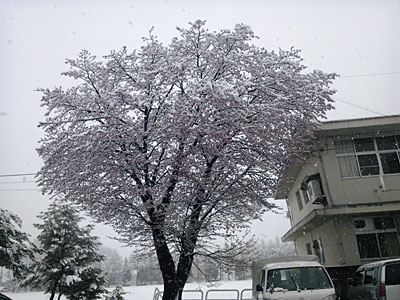 八分咲きの中学校の桜に雪が積もって雪桜になっていました。