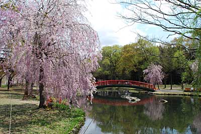 湯沢中央公園のしだれ桜が満開です！