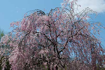 久しぶりの青空に桜の花がひきたちます！