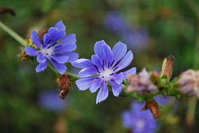 それにしてもチコリの花は神秘的な青がとてもきれいです。