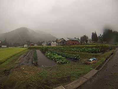 大源太農園の通称「下の畑」は、この大雨で田んぼ状態になってしまいました。