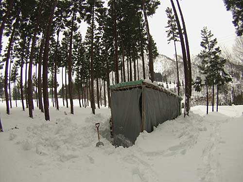 杉林の中にあるユンボ小屋の除雪にも行ってきました。