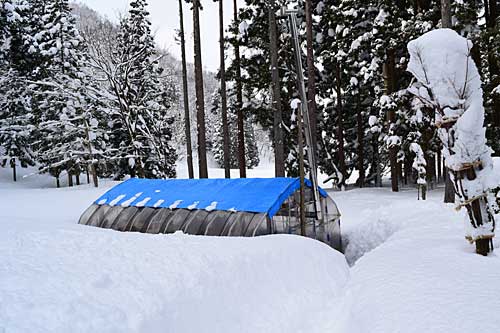 連日の雪で、ハウスが埋まってしまいました。