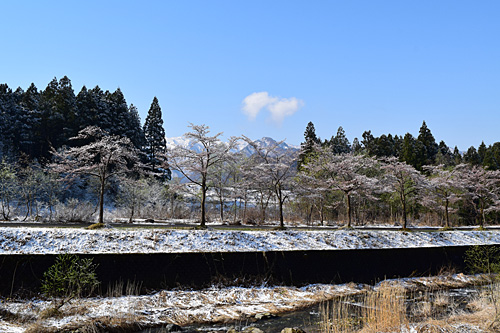 桜と柳の新緑と雪。